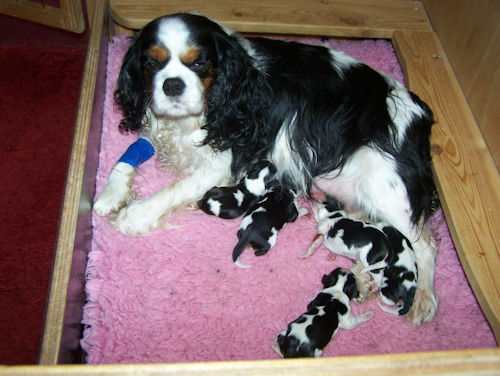 Willow and Pups-2013_01_02-4.jpg